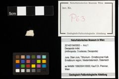 Foto (Objekt + Etiketten) von Decapoda indet. 